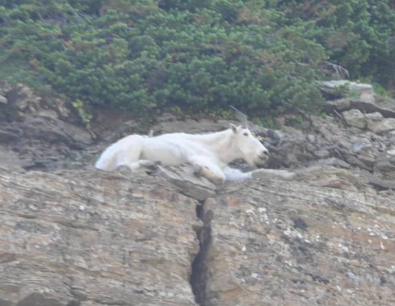 Cabra Montesa no Glacier National Park, em Montana, nos Estados Unidos